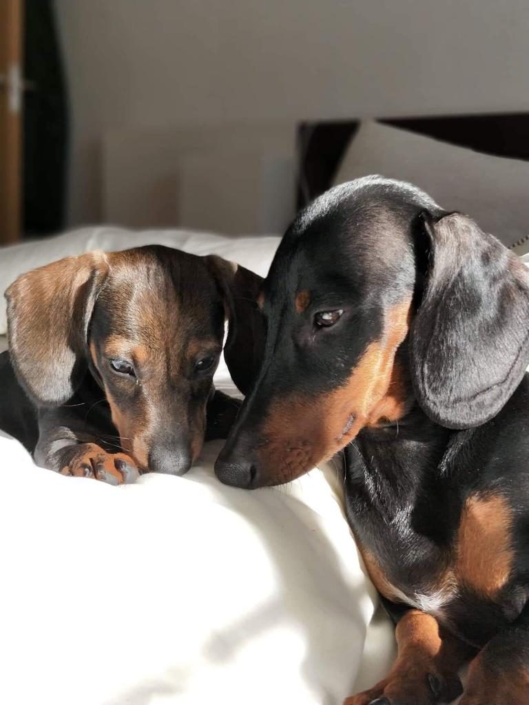 plan de actuación para cachorros