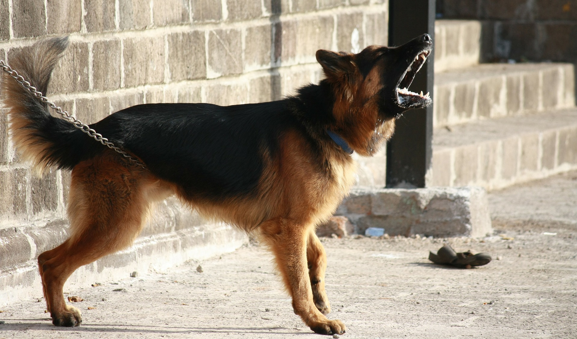 perro avisador y mecanismos que desencadenan agresión