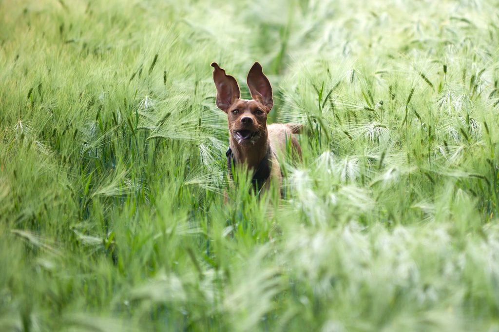 Perro en el campo. Vallados invisibles y fugas del perro.
