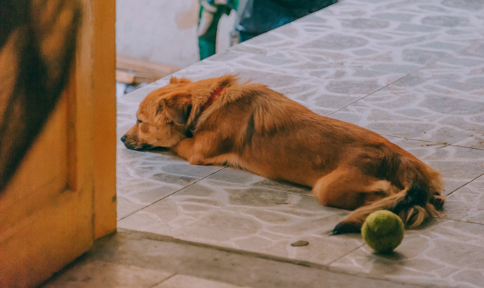 la agorafobia en el perro, como se produce y tratamiento