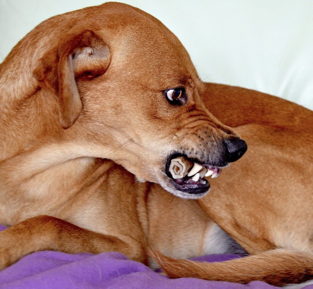 perro agresivo mostrando los dientes