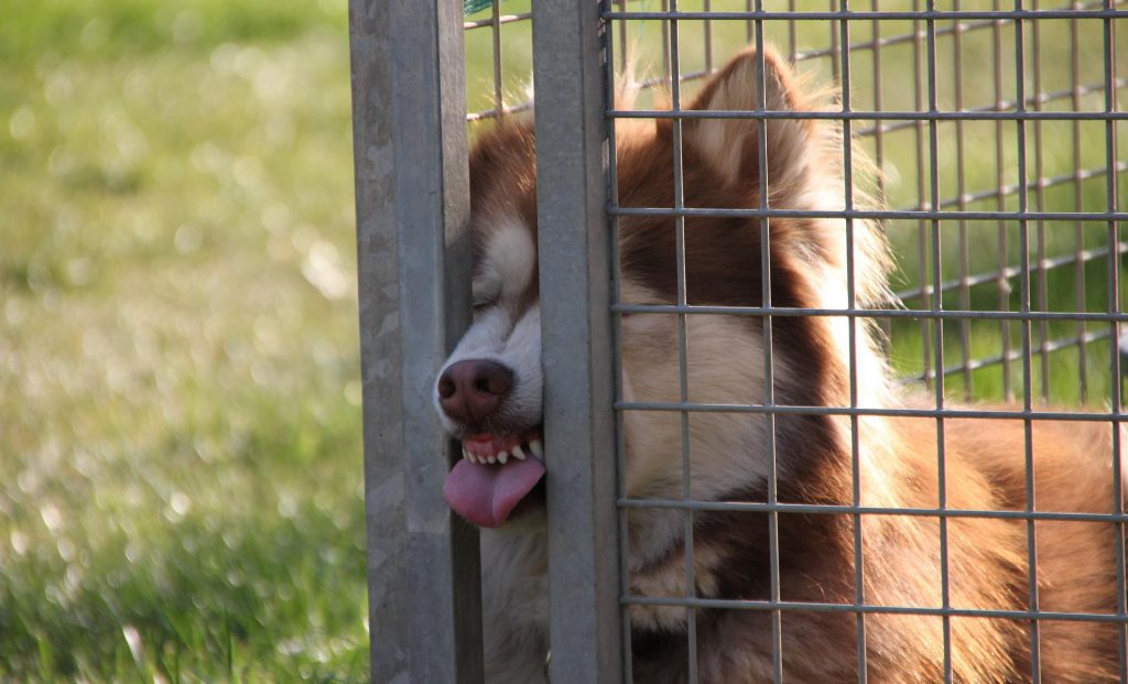 perro controlado en una jaula
