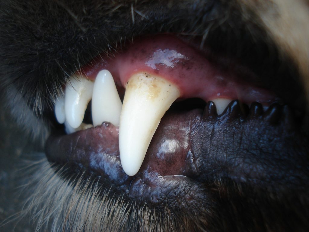 sintomas del sarro en perros