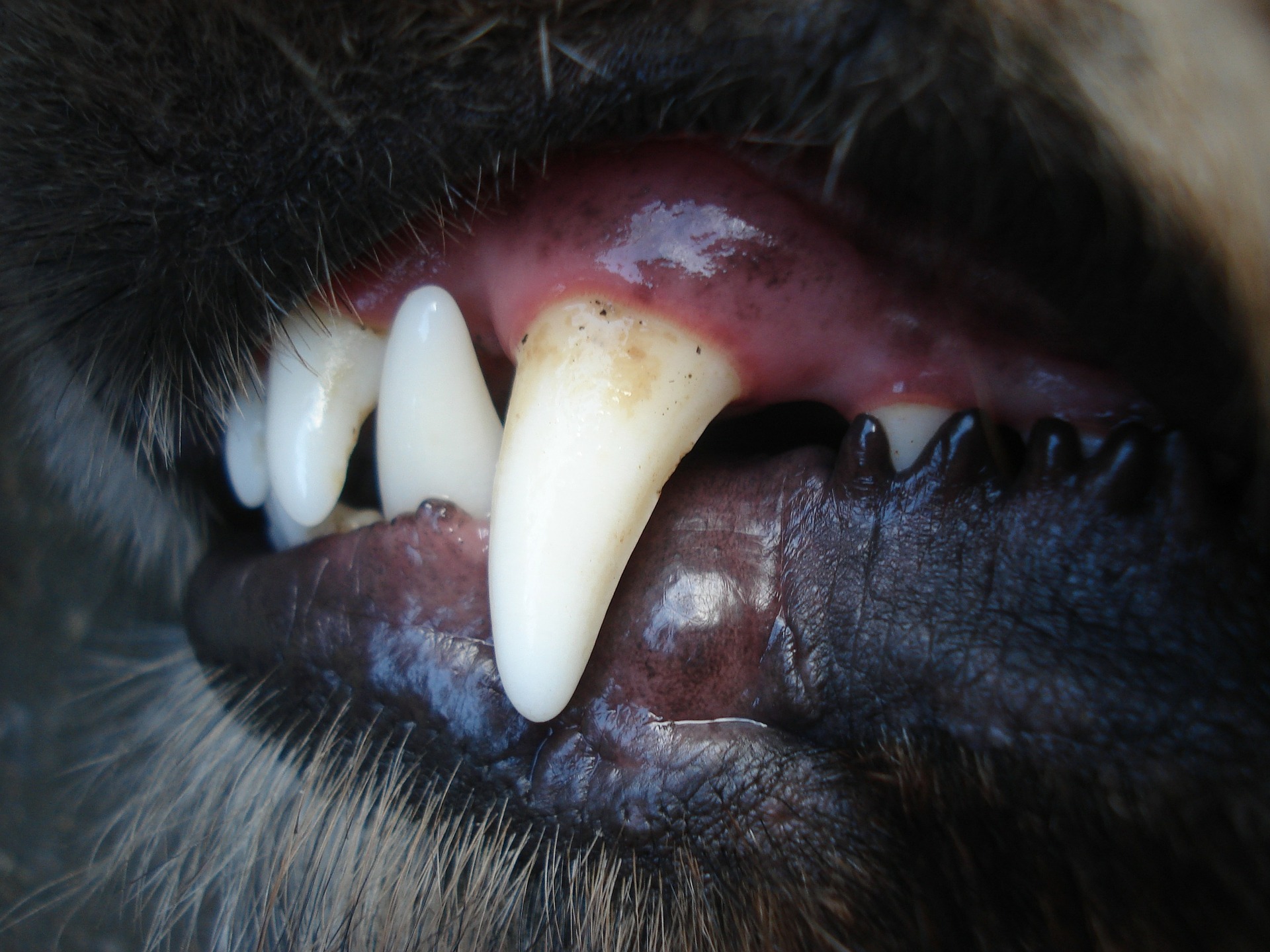 diente de perro